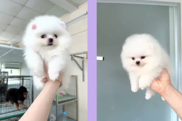Chó phốc sóc - Chuyên trang về giống chó Pomeranian Chó phốc sóc nên gọi là lông hay tóc của chó phốc sóc pomeranian pomeranian