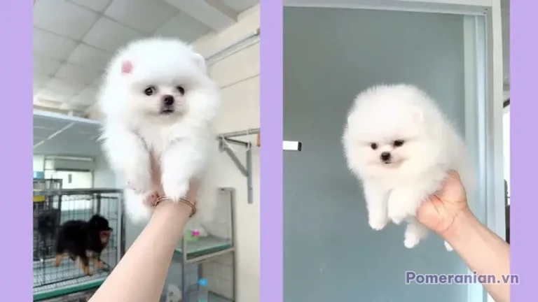 Chó phốc sóc Pomeranian trong sinh hoạt hằng ngày