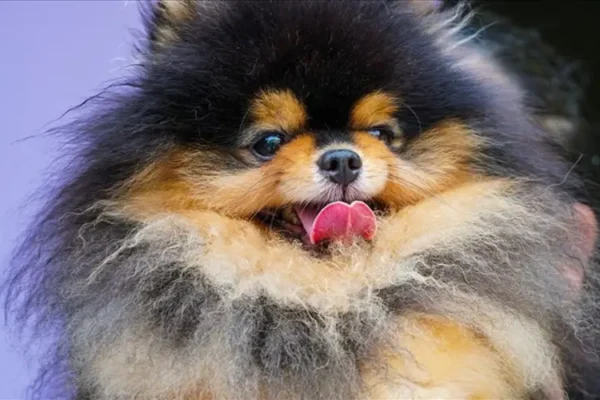Chó phốc sóc - Chuyên trang về giống chó Pomeranian Chó phốc sóc và Thức ăn gây hại cho chó phốc sóc Chó phốc sóc Chó phốc sóc