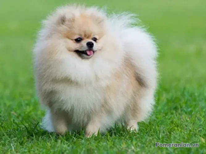 Chó Pomeranian lông trắng kem dày, mặt tròn, lưỡi hơi lòm, đứng trên bãi cỏ xanh