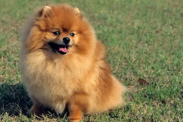 Chó phốc sóc - Chuyên trang về giống chó Pomeranian Dấu hiệu tụt đường huyết ở chó phốc sóc, chó pom chó pom chó pom