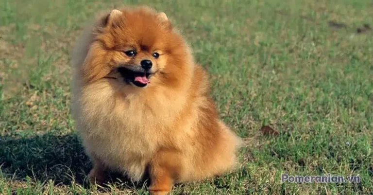 Chó Pomeranian lông kem dài ngồi trên bãi cỏ xanh, miệng hơi mở, nhìn về phía trước
