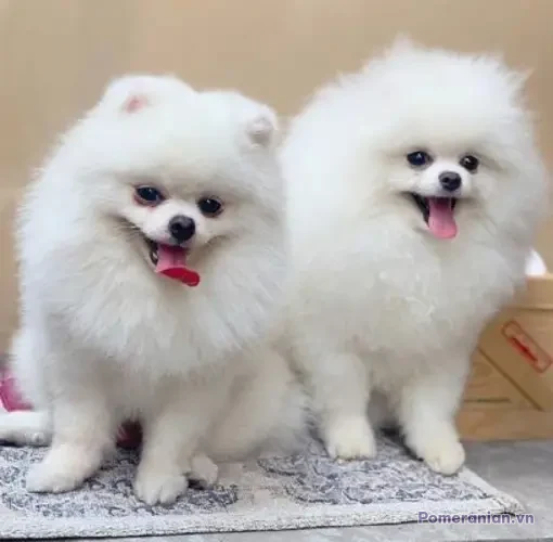 Hai chú chó phốc sóc lông trắng, mặt tròn, lưỡi đỏ, đứng cạnh nhau trên thảm xám