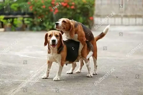 Chó phốc sóc - Chuyên trang về giống chó Pomeranian Những gì bạn cần biết về phối giống chó Phối giống chó Phối giống chó