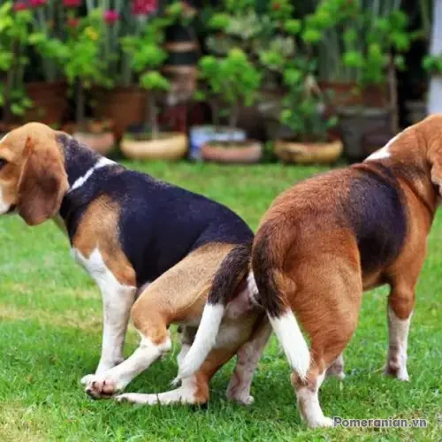 Hai chó Beagle màu nâu đen trắng đứng cạnh nhau trên sân cỏ xanh, bối cảnh vườn.