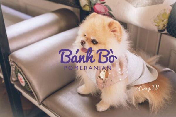 Chó phốc sóc - Chuyên trang về giống chó Pomeranian Phốc sóc mini, pom mini, pom teacup - Những chú cún nhỏ xinh dễ thương Pom mini Pom mini