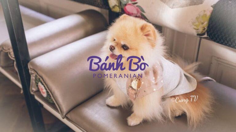 Chó phốc sóc con lông kem trắng đứng trên ghế sofa màu xám, nhìn thẳng camera