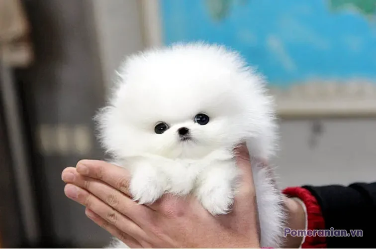 Chó phốc sóc Pomeranian trong sinh hoạt hằng ngày