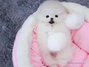 Chó phốc sóc trắng con nằm ngủ trên nệm màu hồng, bên cạnh gối xám