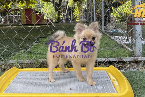Chó phốc sóc - Chuyên trang về giống chó Pomeranian Quá trình thay lông của chó phốc sóc Chó phốc sóc Chó phốc sóc