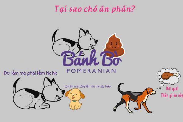 Chó phốc sóc - Chuyên trang về giống chó Pomeranian Chó ăn phân - Tại sao chó ăn phân Sự thật đằng sau hành vi kỳ lạ này pomeranian pomeranian