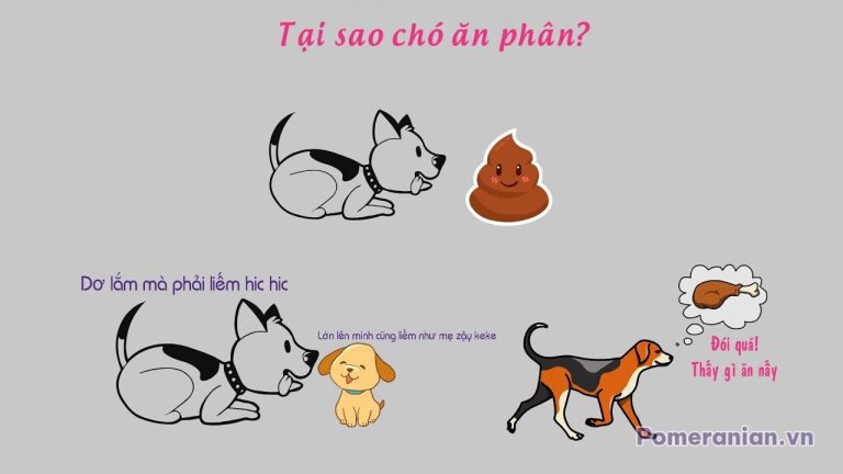 Chó phốc sóc ăn phân, chó con vàng, xương thịt và biểu cảm của chó đang tìm kiếm thức ăn