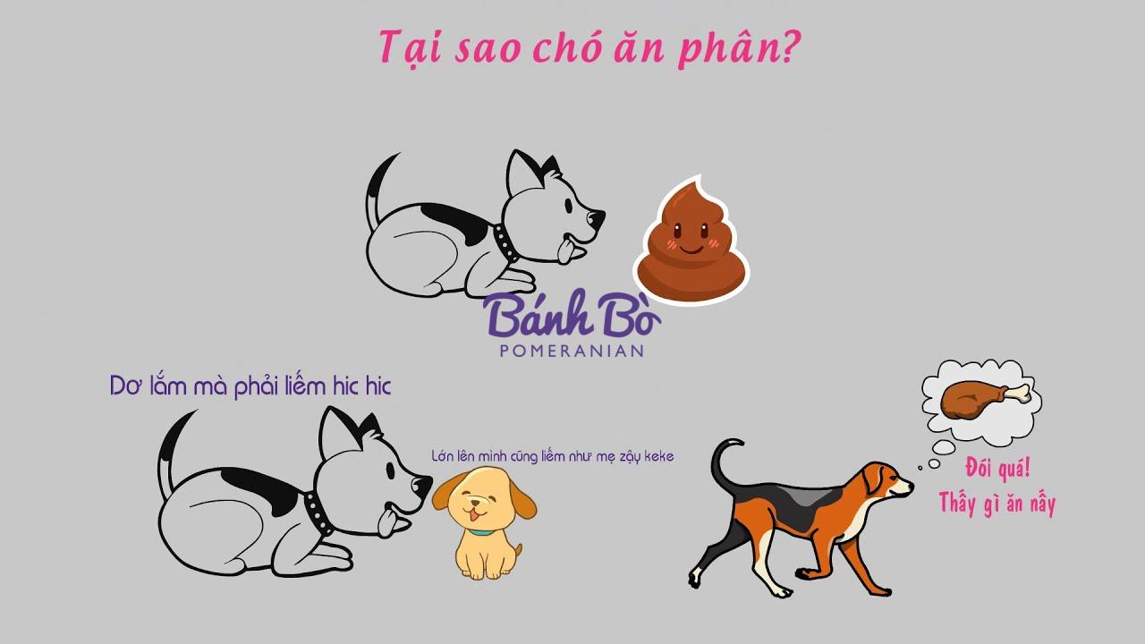 Chó phốc sóc - Chuyên trang về giống chó Pomeranian Chó ăn phân - Tại sao chó ăn phân Sự thật đằng sau hành vi kỳ lạ này Chó ăn phân Cách chăm sóc chó phốc sóc