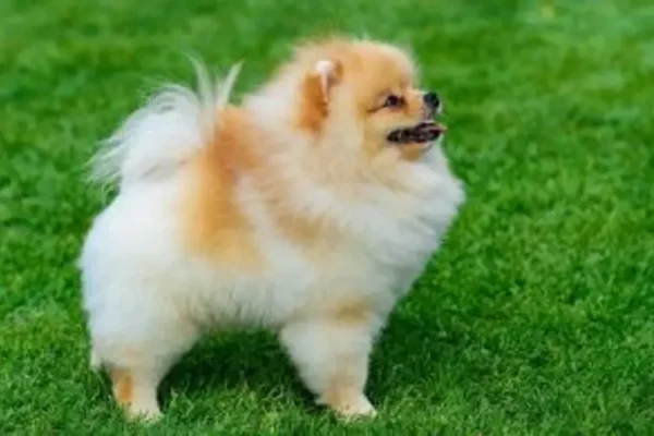 Chó phốc sóc - Chuyên trang về giống chó Pomeranian Tìm Hiểu Về 2 Loại Phốc Sóc Màu Kem - Cream Sable và Light Orange Pomeranian (màu kem sable và màu cam sáng) chó pom chó pom