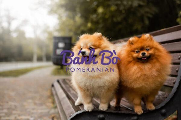 Chó phốc sóc - Chuyên trang về giống chó Pomeranian Tính cách chó phốc sóc Sự đáng yêu và năng động Chó phốc sóc Chó phốc sóc