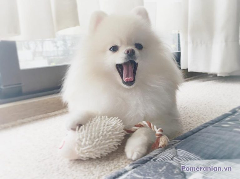 Chó phốc sóc lông trắng dài, miệng há hoe, ngồi trên thảm với đồ chơi dây trong phòng sáng