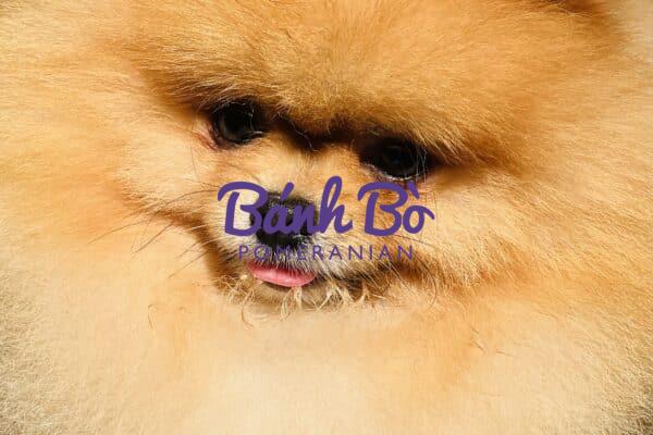 Chó phốc sóc - Chuyên trang về giống chó Pomeranian Chó không chịu ăn hạt - Chó kén ăn (P2) pomeranian pomeranian