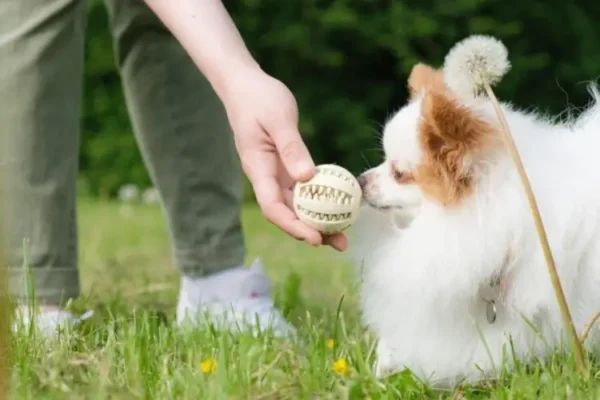 Chó phốc sóc - Chuyên trang về giống chó Pomeranian Các hành vi của chó phốc sóc (pomeranian) Chó phốc sóc Chó phốc sóc