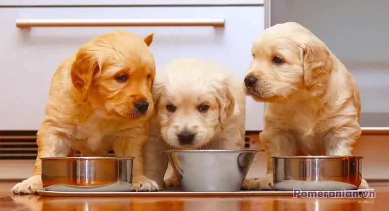 Ba chú chó Golden Retriever lông vàng kem đứng trước ba cái bát, đang ăn trên sàn gỗ