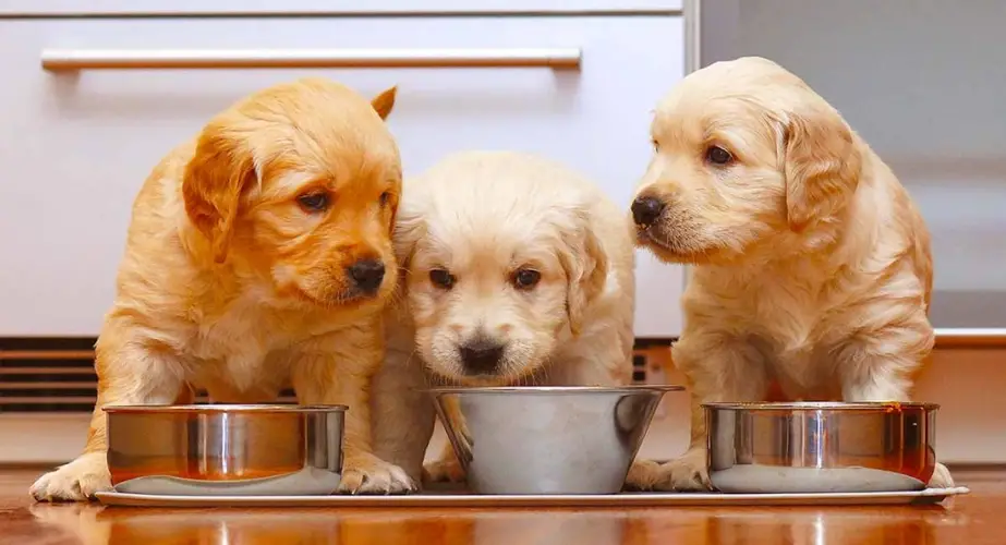 Chó ăn đồ ăn của người và những điều bạn nên biết 2 Chó ăn đồ ăn của người và những điều bạn nên biết