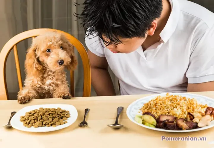 Chó phốc sóc Pomeranian trong sinh hoạt hằng ngày