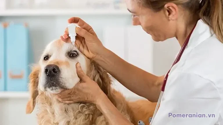 Chó Golden Retriever lông vàng nhạt được kiểm tra tai bằng otoScope trong phòng khám thú y