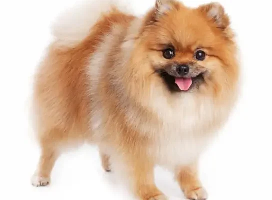 Chó phốc sóc - Chuyên trang về giống chó Pomeranian Chó phốc sóc Bảng tiêu chuẩn, sự thật về giống chó Pomeranian Chó phốc sóc Chó phốc sóc