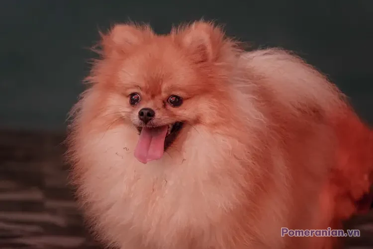 Chó Pomeranian lông dài màu cam nhạt mặt cười vui vẻ với lưỡi thè ra trên nền tối