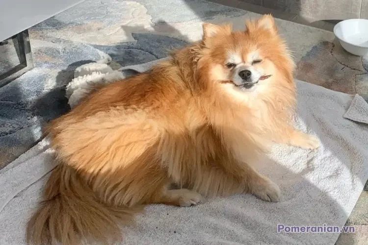 Chó Pomeranian lông dài màu nâu kem nằm trên thảm xám, tư thế thoải mái với mặt mỉm cười
