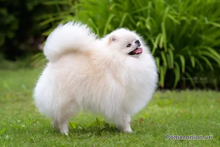 Chó Pomeranian lông trắng dày đứng trên bãi cỏ xanh, nền là cây cối