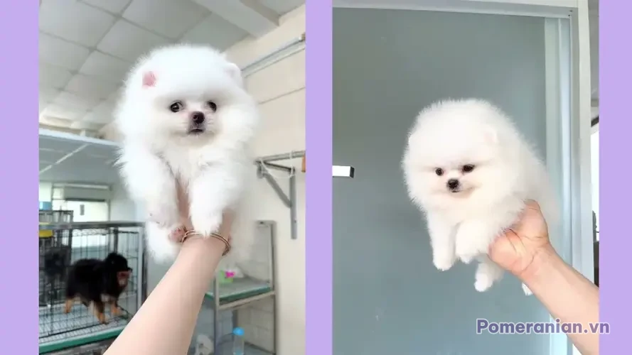 Chó phốc sóc Pomeranian trong sinh hoạt hằng ngày