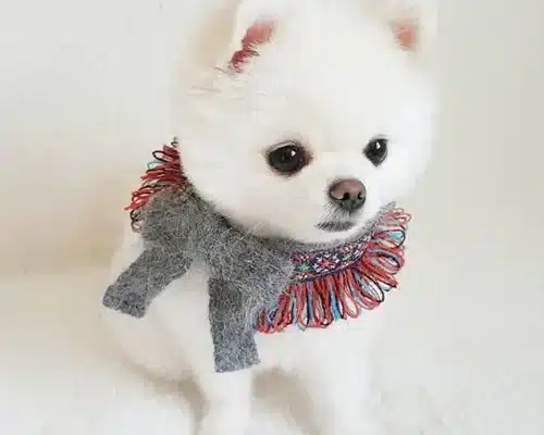 Chó phốc sóc - Chuyên trang về giống chó Pomeranian Chó Phốc sóc - Những câu hỏi thường gặp đối với người mới bắt đầu Chó phốc sóc Chó phốc sóc