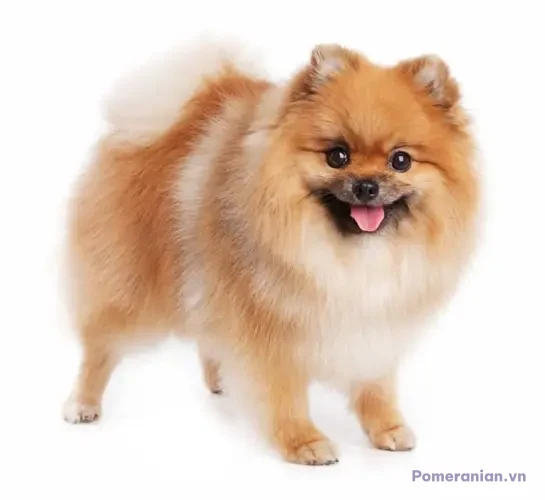 Chó Pomeranian lông dài màu kem và trắng đứng trên nền trắng, miệng hé mở