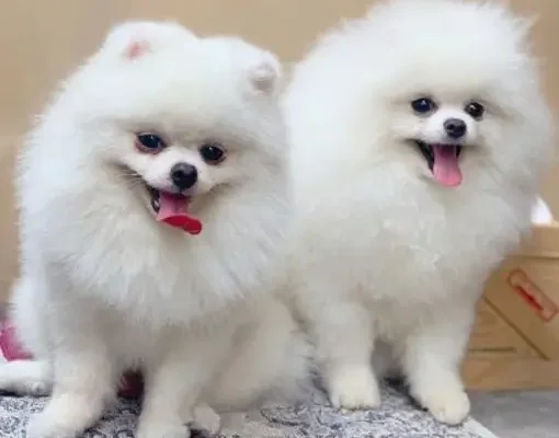 Chó phốc sóc - Chuyên trang về giống chó Pomeranian Chó phốc sóc Tất tần tật về đặc tính, nuôi dưỡng và chăm sóc pomeranian pomeranian