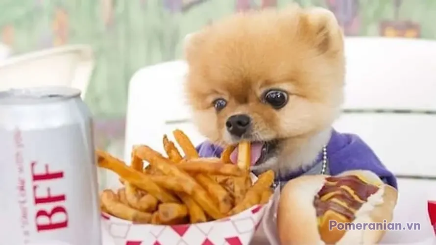 Chó phốc sóc Pomeranian trong sinh hoạt hằng ngày