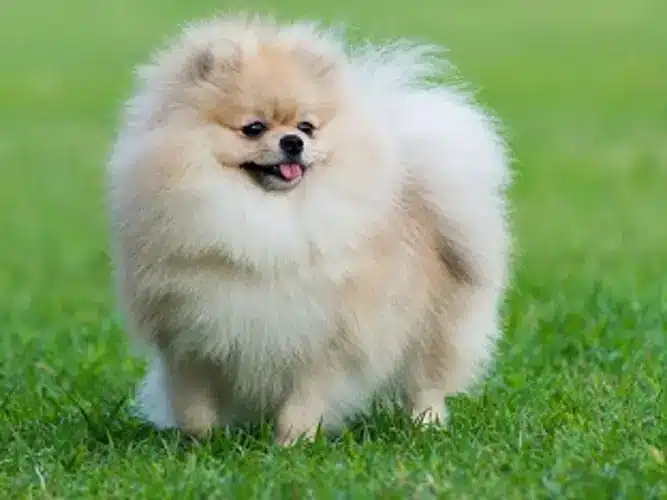 Chó phốc sóc - Chuyên trang về giống chó Pomeranian Chó Pom Ăn Gì? Thức ăn Tốt Nhất Cho Chó Phốc Sóc Và Chó Phốc Sóc Con Chó phốc sóc Cách chăm sóc chó phốc sóc