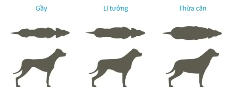 Ba silhouette chó Pomeranian từ trên xuống và ba hình dáng thân thể chó đứng từ trái sang phải, thể hiện chó gầy, bình