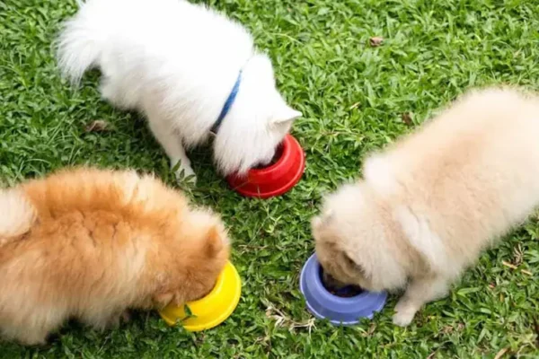 Chó phốc sóc - Chuyên trang về giống chó Pomeranian 10 Mẹo chăm sóc chú chó phốc sóc (Pomeranian) của bạn luôn khoẻ mạnh và xinh đẹp Chăm sóc chó phốc sóc Chăm sóc chó phốc sóc
