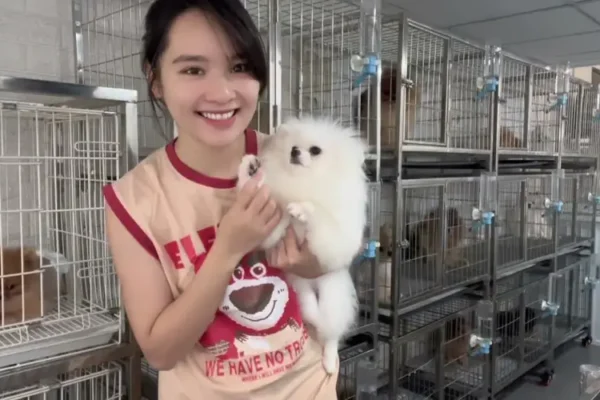 Chó phốc sóc - Chuyên trang về giống chó Pomeranian Tìm hiểu tiêu chuẩn giống chó Phốc sóc Lựa chọn đúng chó phốc sóc thuần chủng cho bạn Chó phốc sóc Chó phốc sóc
