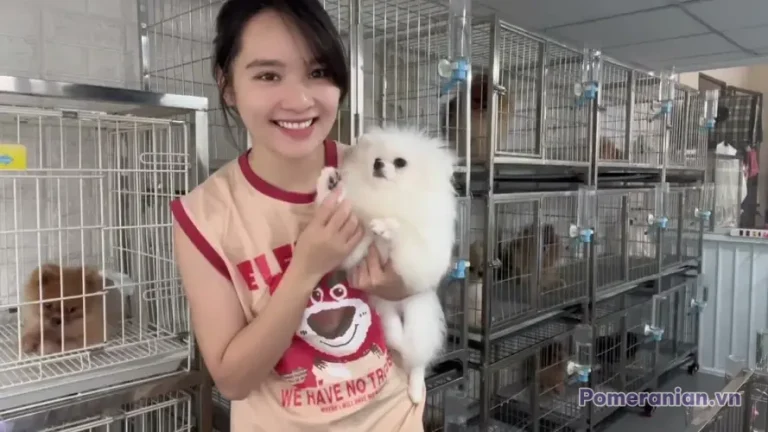 Chó phốc sóc Pomeranian trong sinh hoạt hằng ngày