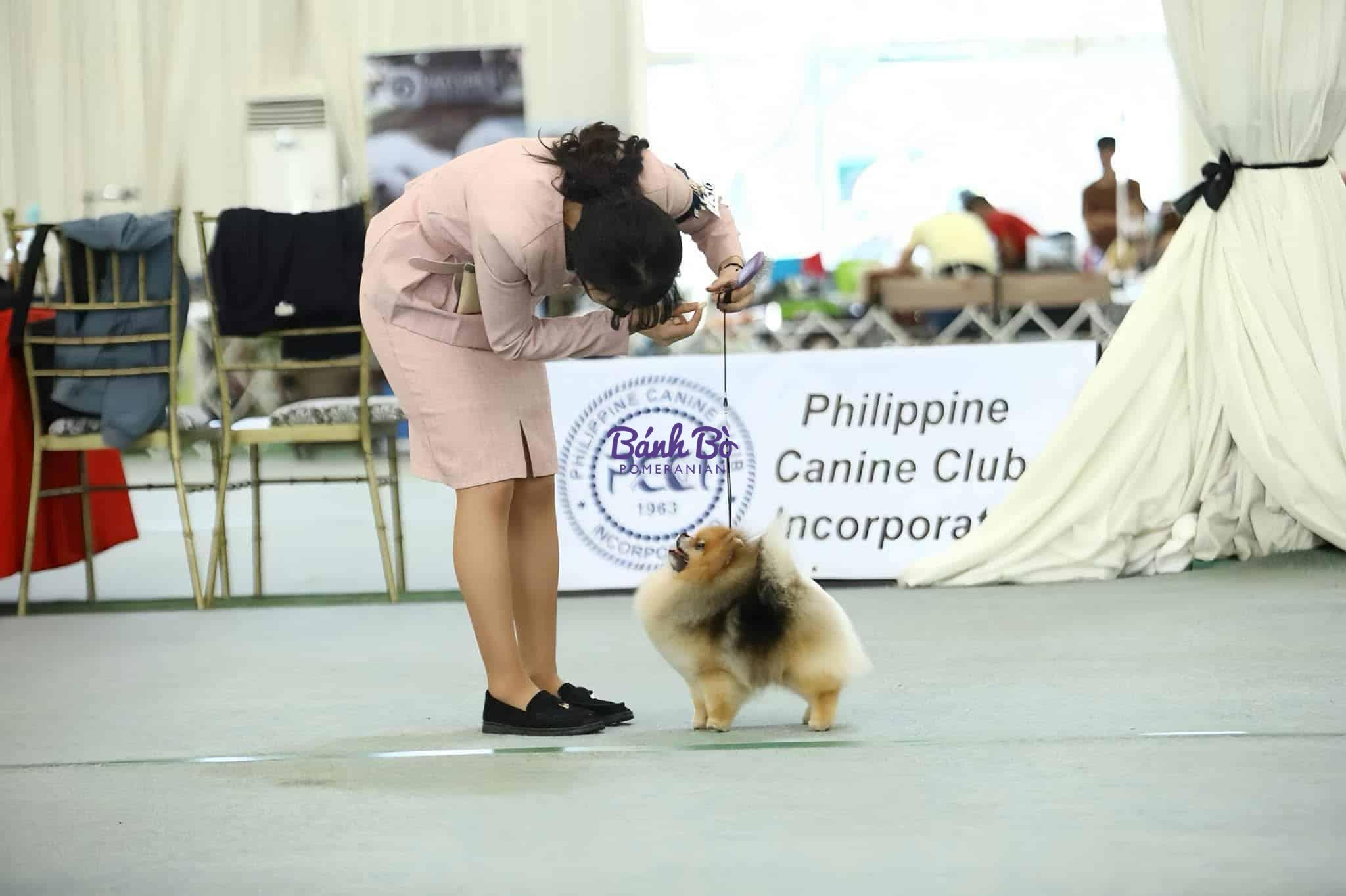 Chó phốc sóc - Chuyên trang về giống chó Pomeranian Khám Phá Ngôn Ngữ Cơ Thể Của Chó Phốc Sóc: Bí Quyết Giao Tiếp Và Tăng Cường Mối Quan Hệ Với Thú Cưng Cưng Của Bạn Huấn luyện Chó phốc sóc Huấn luyện Chó phốc sóc