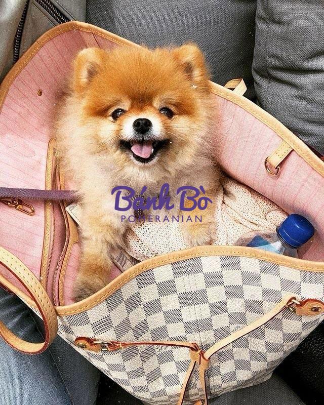 Chó phốc sóc - Chuyên trang về giống chó Pomeranian Khám Phá Ngôn Ngữ Cơ Thể Của Chó Phốc Sóc: Bí Quyết Giao Tiếp Và Tăng Cường Mối Quan Hệ Với Thú Cưng Cưng Của Bạn Huấn luyện Chó phốc sóc Huấn luyện Chó phốc sóc