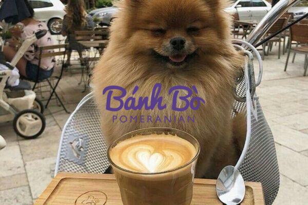Chó phốc sóc - Chuyên trang về giống chó Pomeranian Hành Trình Du Lịch Cùng Pom - Chia Sẻ Kinh Nghiệm Vàng Để Thú Cưng Luôn Khỏe Mạnh chó phốc sóc (pomeranian) chó phốc sóc (pomeranian)