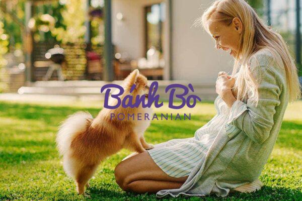 Chó phốc sóc - Chuyên trang về giống chó Pomeranian Khám Phá Ngôn Ngữ Cơ Thể Của Chó Phốc Sóc: Bí Quyết Giao Tiếp Và Tăng Cường Mối Quan Hệ Với Thú Cưng Cưng Của Bạn Huấn luyện Chó phốc sóc Huấn luyện Chó phốc sóc