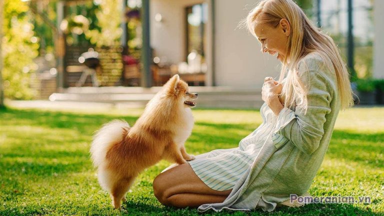 Chó phốc sóc Pomeranian trong sinh hoạt hằng ngày