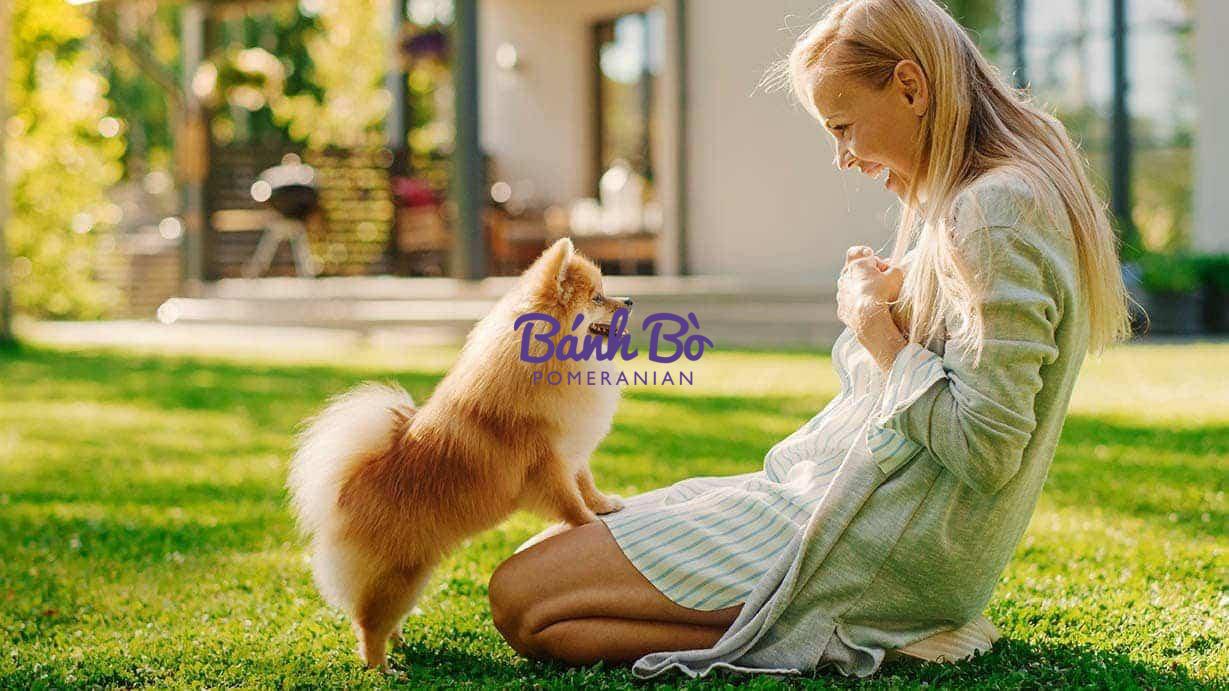 Chó phốc sóc - Chuyên trang về giống chó Pomeranian Khám Phá Ngôn Ngữ Cơ Thể Của Chó Phốc Sóc: Bí Quyết Giao Tiếp Và Tăng Cường Mối Quan Hệ Với Thú Cưng Cưng Của Bạn Huấn luyện Chó phốc sóc Huấn luyện Chó phốc sóc
