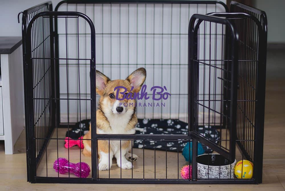 Chó phốc sóc - Chuyên trang về giống chó Pomeranian Những Mẹo Huấn Luyện Lồng Cho Pomeranian Tốt Nhất Cách chăm sóc chó phốc sóc