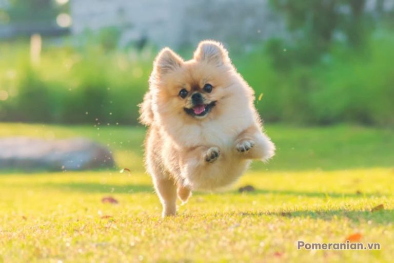 chó pomeranian