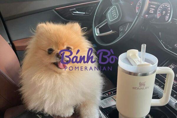 Chó phốc sóc - Chuyên trang về giống chó Pomeranian Trị biếng ăn ở chó pomeranian - Giải pháp cho những chú chó lười ăn Cách chăm sóc chó phốc sóc Cách chăm sóc chó phốc sóc