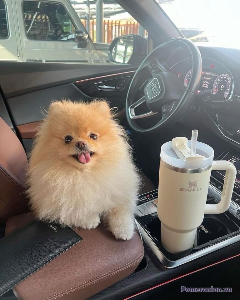 Chó Pomeranian lông kem ngồi trên ghế da xe hơi, cạnh bình nước Stanley